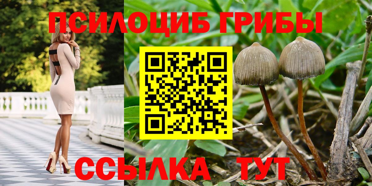 Псилоцибиновые грибы мицелий Элиста